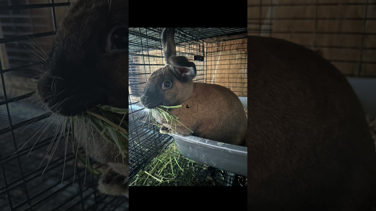 Showable Colors Vs Natural Colors in Rabbits