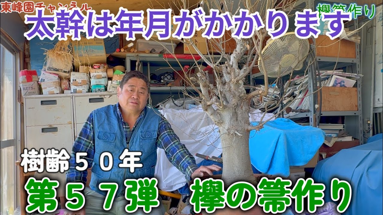 欅 ケヤキ 盆栽 素材 / 太幹 ホウキ仕立て 欅 ケヤキ 盆栽 素材 / 太幹 ホウキ仕立て - メルカリ