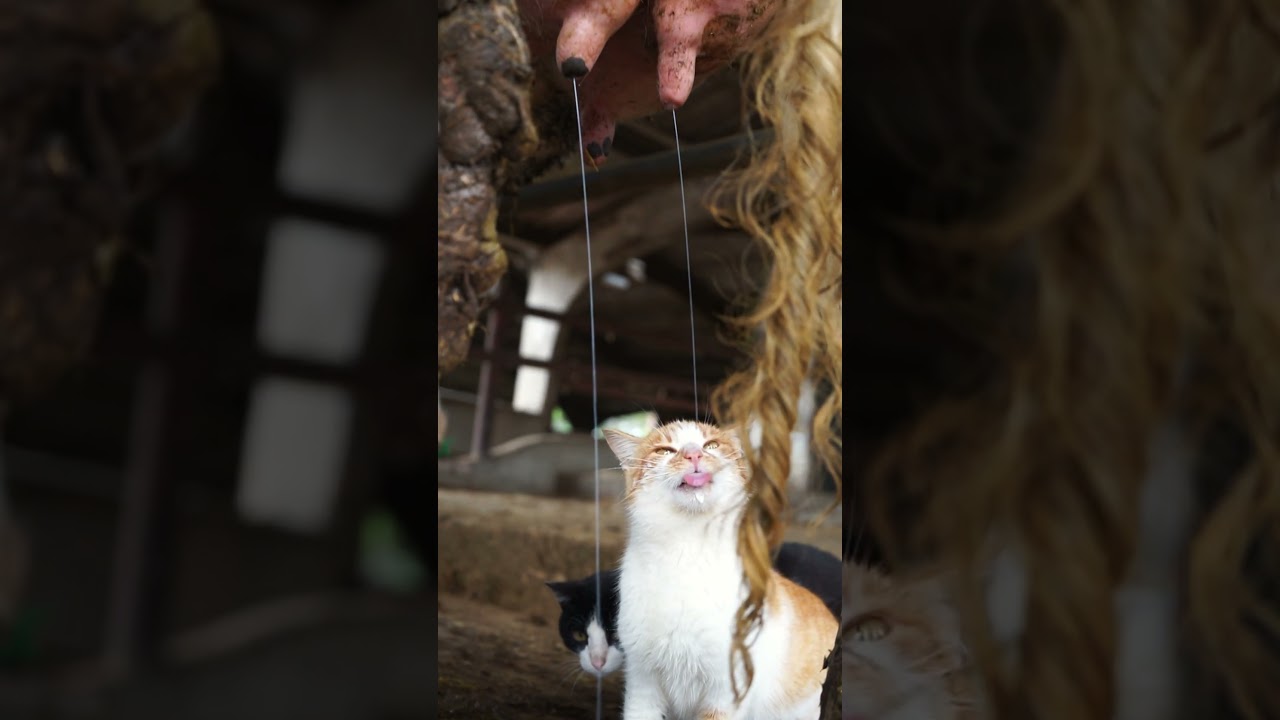 qui no és català, en beure a galet la pitrera es tacarà ✌🏻🥛