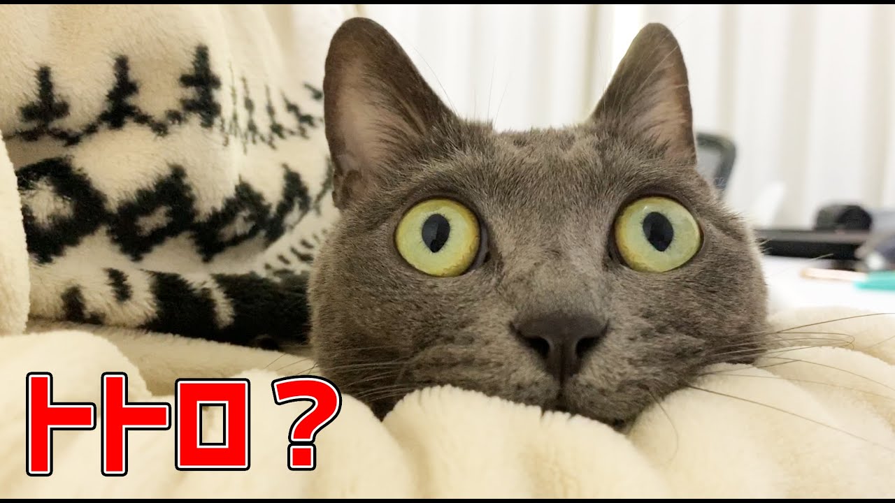 ロシアンブルーの猫が珍しく膝の上に甘えに来た トトロ Youtube