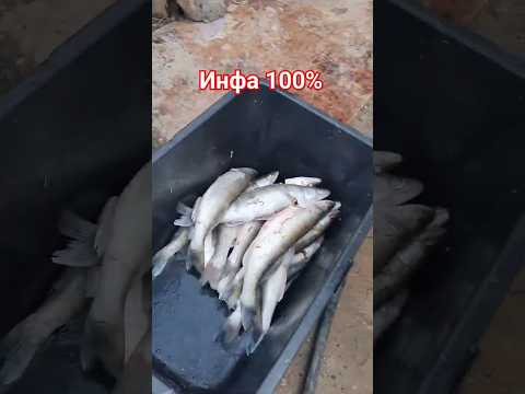 19.09.2023 Информация то,что надо!Рыбалка в Астрахани!Судак пошел активно#fishing#рыбалка#shorts#топ