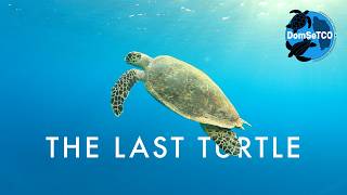 The Last Turtle