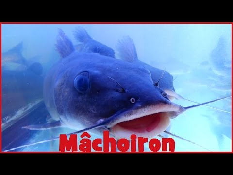 Machoiron main image 0