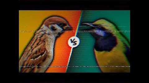 #02 Masteran Murai Batu : Gereja vs Cucak Cungkok