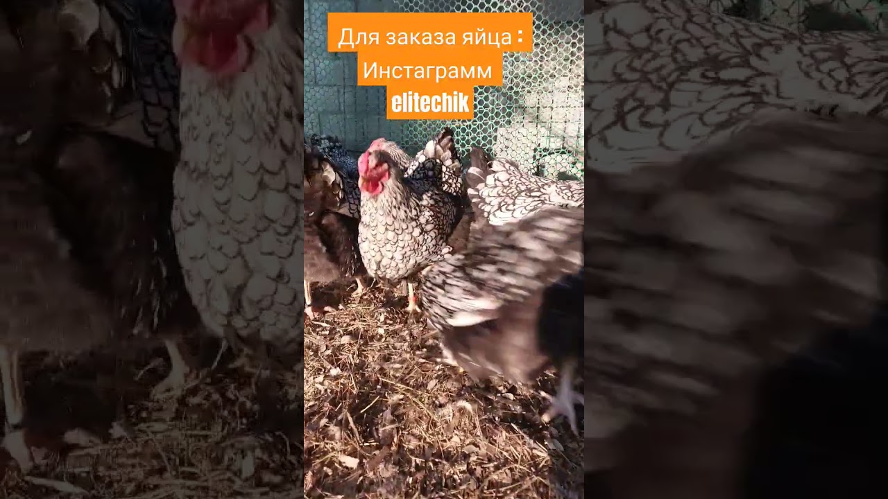 https://www.instagram.com/elitechik?igsh=MWRkanBxdmVyenU0Yg==