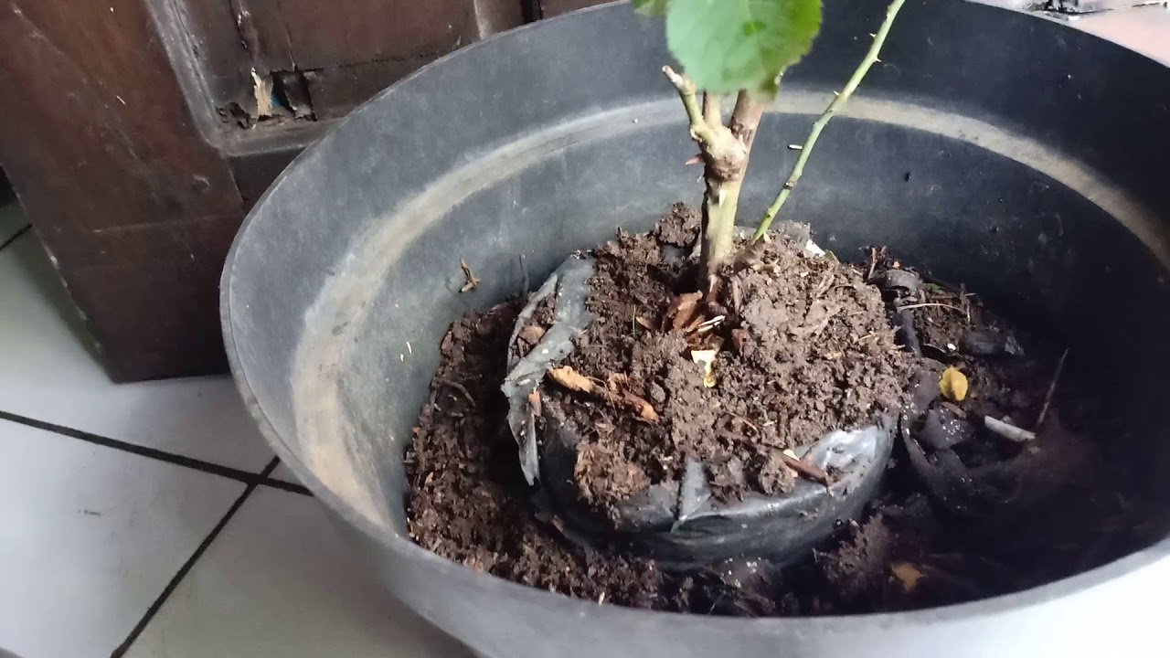 Tips menanam bunga mawar dalam pot  agar berbunga lebat dengan kulit kentang YouTube
