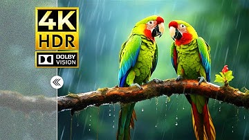 The Best 4K Animal Videos | Dolby Vision HDR 4K 60fps Absolute Picture Quality - Cinematic Sound