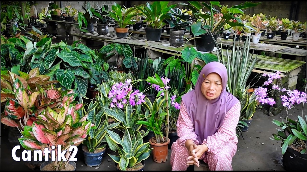 Spill Tanhis Rimbun2 Cantik2 Seger Mumer