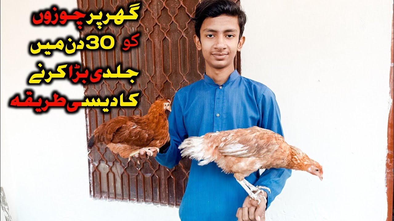 Chicks weight gain diet plan😀/chuzon ko jaldi Bara karne ka tarika 💯 