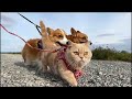 チカラを貸してくれ、たのむっ！