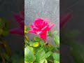 🌹🌹#beautiful rose #folow #love #music #song