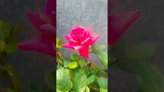 🌹🌹#beautiful rose #folow #love #music #song