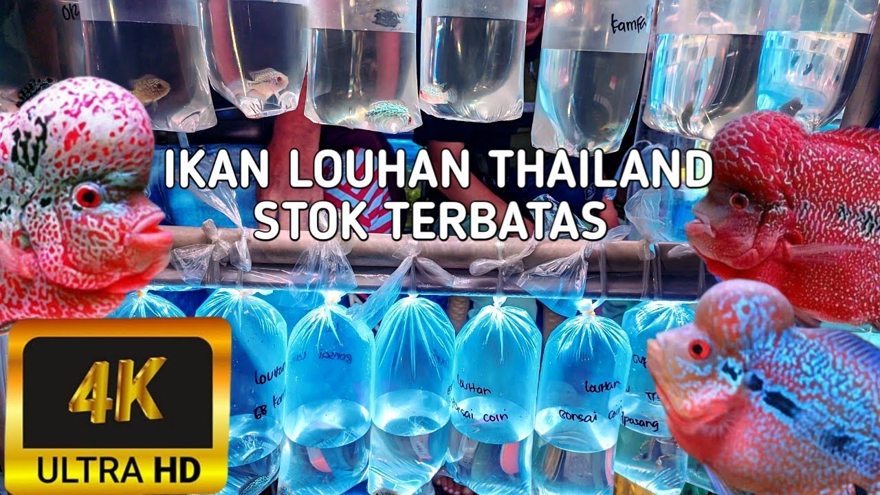 REVIEW HARGA IKAN LOUHAN THALIAND . DI PASAR IKAN HIAS JATINEGARA JAKARTA TIMUR 