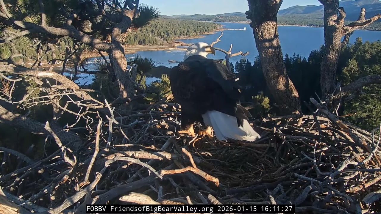 Big Bear Bald Eagle 15.01.2026 