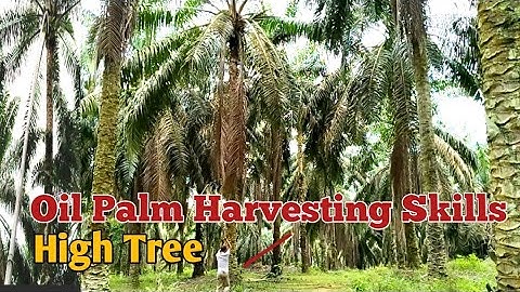 Learn to harvest high tree palm oil using a sharp sickle