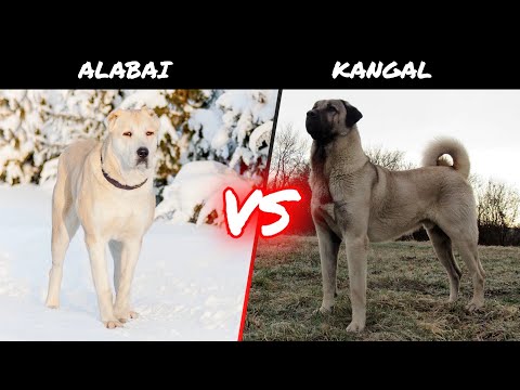 Alabai vs Kangal