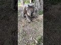 Koala walks past me