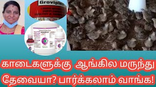 Medicine for quails/காடைகளுக்கு ஆங்கில மருந்து என்ன கொடுக்கலாம்/@kaviraj81 /vellore