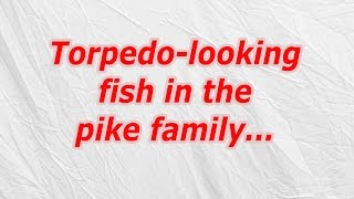 Torpedo looking fish in the pike family (CodyCross Crossword Answer)