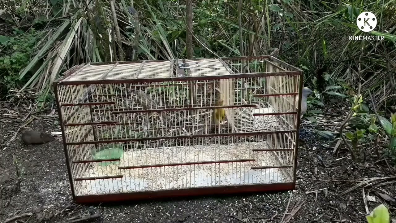 enchendo a gaiola automática