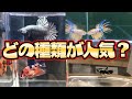 【種類別】平安ベタ人気ランキング2021