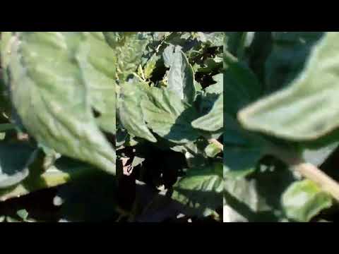 Томат INX 3025 F1, від Innova Seeds Co, USA, California