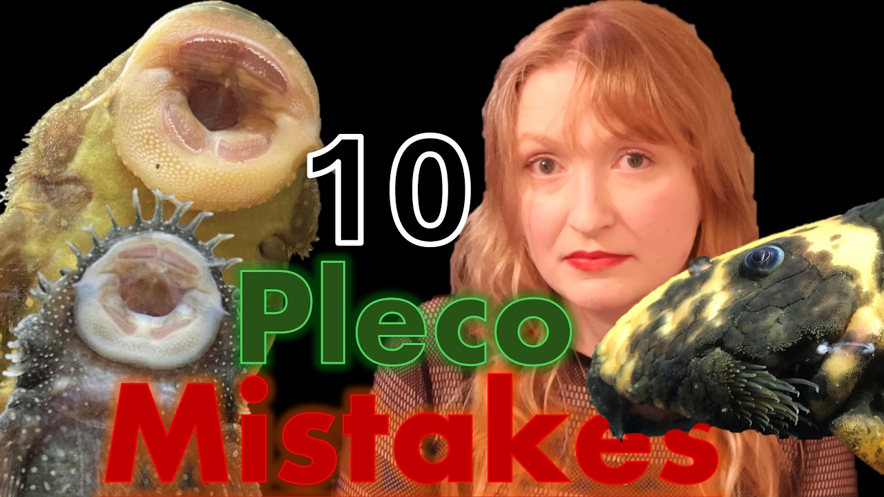 We can do better with Pleco's. #Loricariidae #lnumbers #aquariums