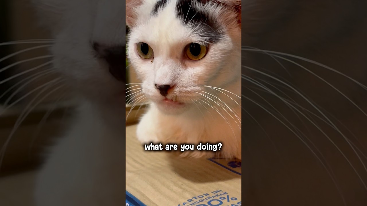 Why is this cat showing off its little tooth like that???? 