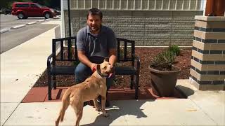 HI-99 Airport Vet Dog of the Week - Uno