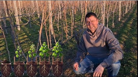 Planting bare root grape vines. [🇬🇧  subs] - grape vine planting and care