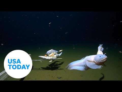Snailfish breaks record, becomes deepest fish ever filmed and captured | USA TODAY