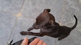 Obscura And Estacado Patterdale Terriers Working Fell Hunting Dogs