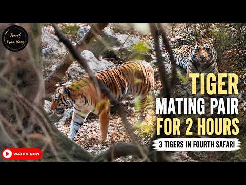 Tiger Mating Pair For 2 Hours!! | Mahaveer Defeats Digdola Tiger | Kanha National Park