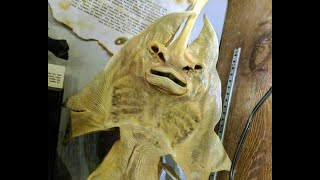 What are Jenny Hanivers