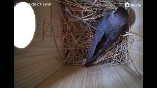 Cozy Nest Cam: Watch Tree Swallows Start A Family (LIVE)