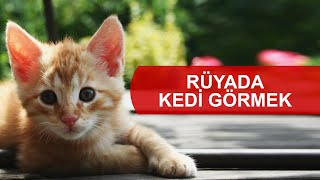 Ruyada Kedi Gormek Ruyada Siyah Beyaz Kedi Yavrusu Gormek Ne Anlama Gelir Youtube