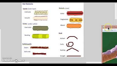 Crime busters, dr madden