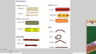 Crime busters, dr madden