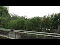 Midori the Maned wolf "Hello" / タテガミオオカミのミドリ「やぁ、こんにちは、聞こえるかな？」（上野動物園）