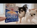森永さんありがとう。愛犬と同じ味をシェアできる幸せタイム。