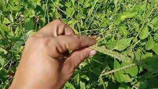        Health Benefit And Properties Of Apang Plant