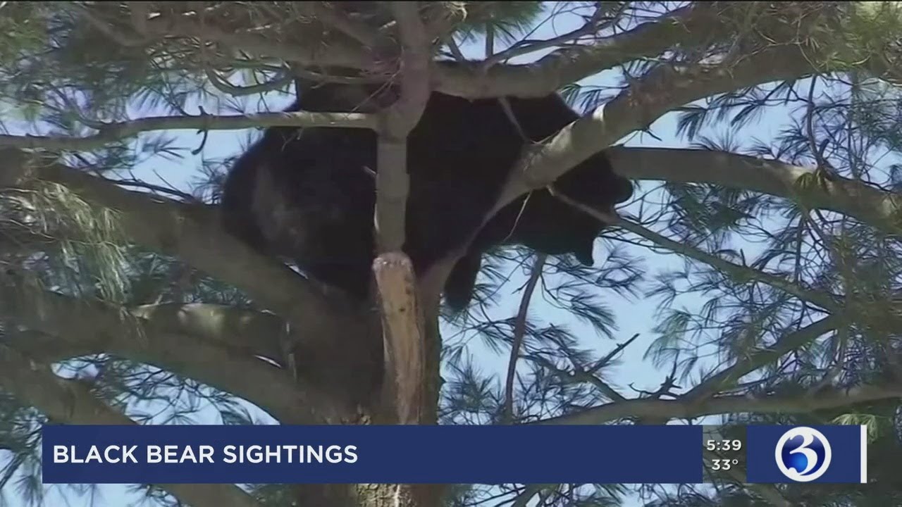 Black bears being spotted across the state YouTube