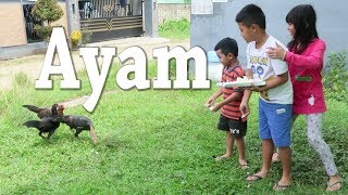 Belajar Memberi Makan Ayam tetangga