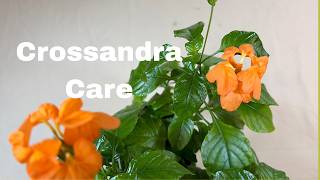 Crossandra Plant Care: What to Know