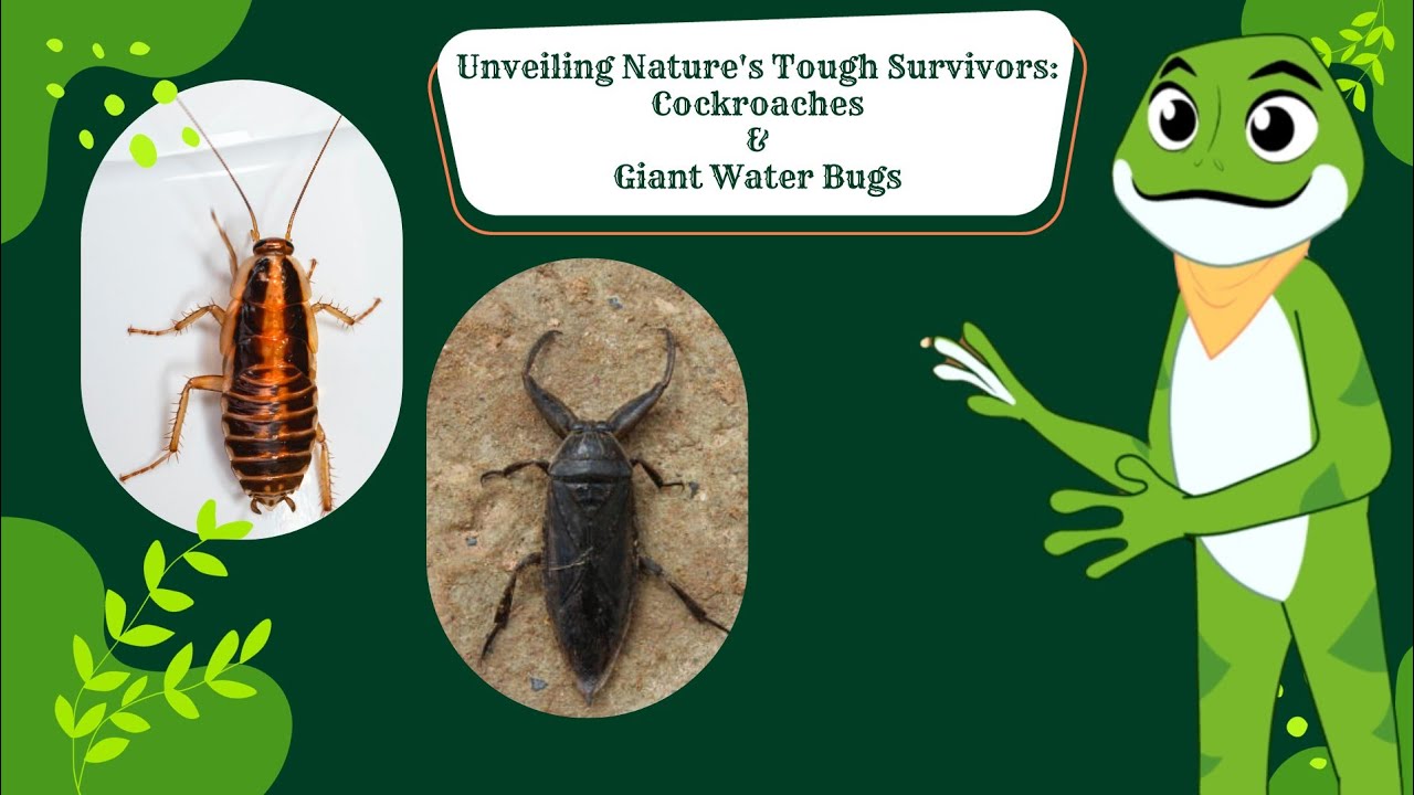 Unveiling Nature's Tough Survivors: Cockroaches & Giant Water Bugs