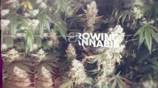 From Clones to Curing A Beginners Journey Into Growing Cannabis Teaser Trailer
