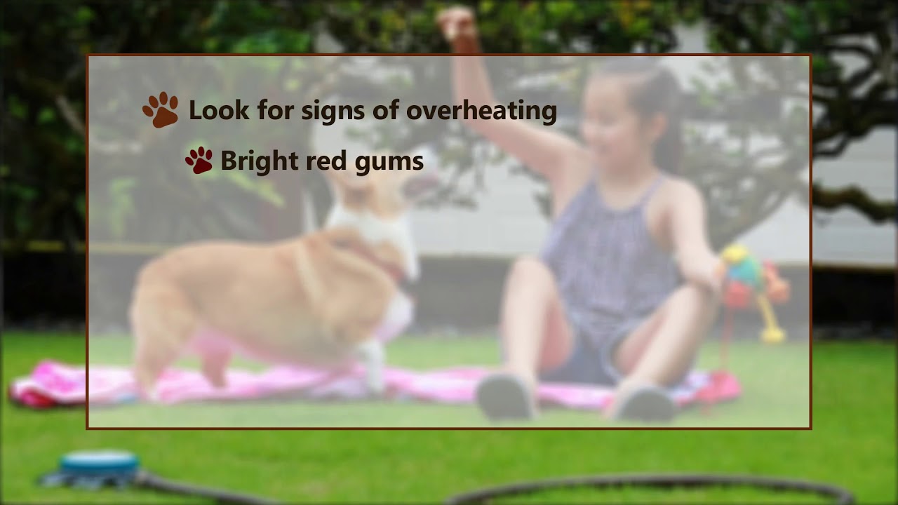 Pet Hospitals of Hawaii - Signs of Overheating