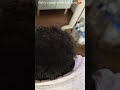 Newborn Journey #newborn #baby #babyshorts #babyhairs #viralvideos