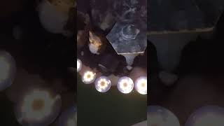 ソーラーライトでキラキラです。