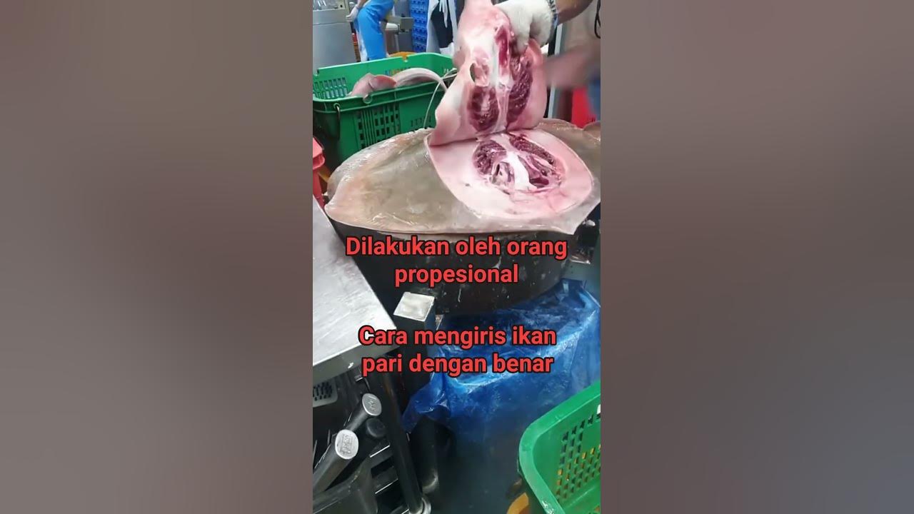 cara bersihkan ikan pari